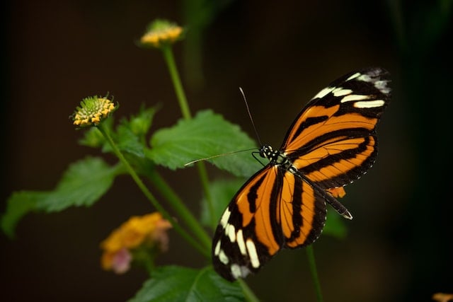 vincent-van-zalinge-WbiZDwnssso-unsplash vincent-van-zalinge-WbiZDwnssso-unsplash